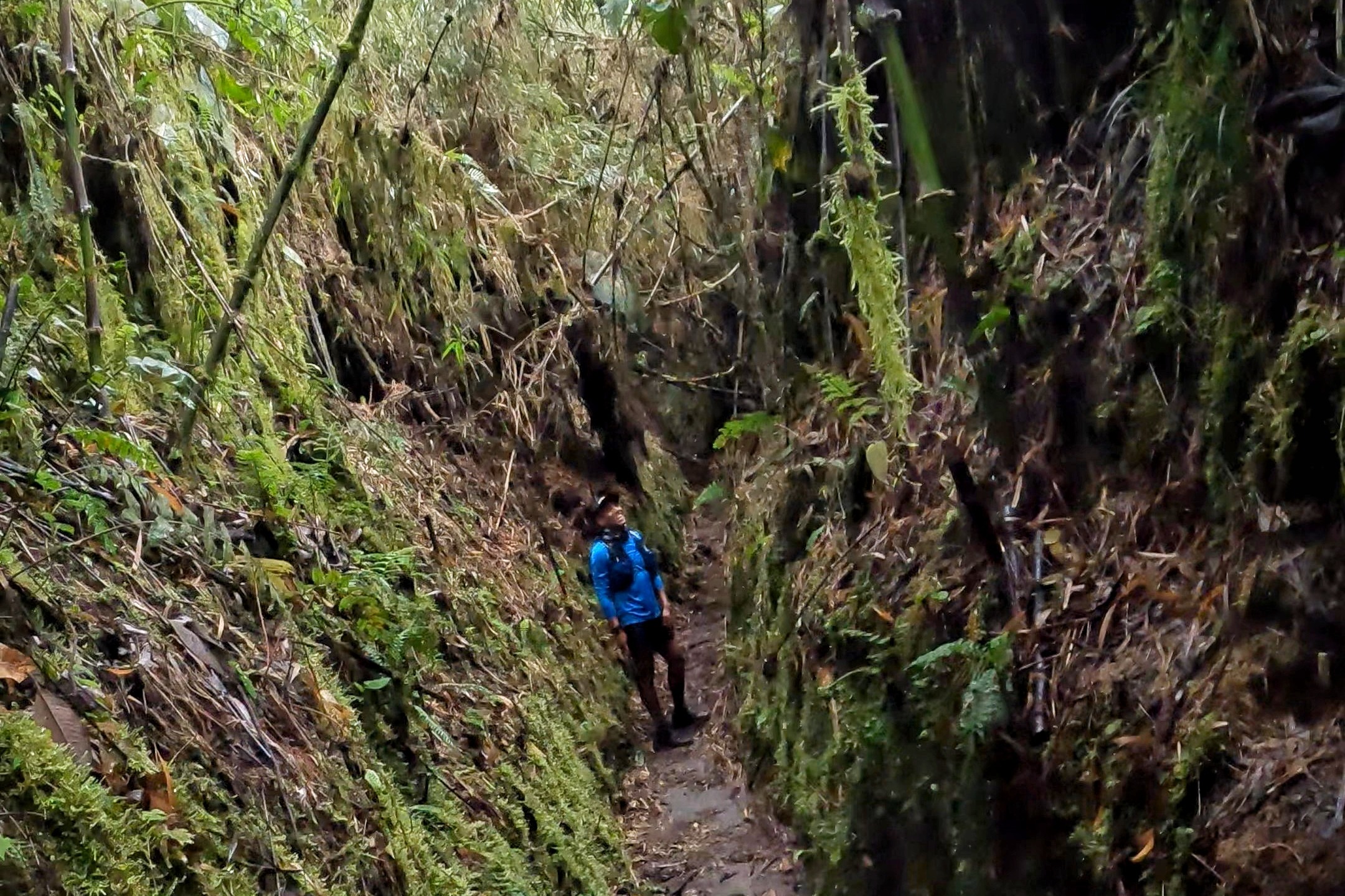 Culuncos, la vegetación los cubre en la parte superior, con lo cual los yumbos se protegían de la lluvia y el sol. Para los contrabandistas de aguardiente era una buena ruta para pasar desapercibidos. - Foto: Vanessa Garzón