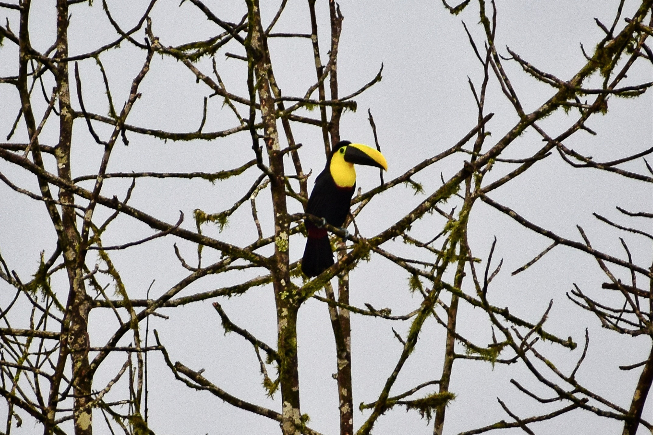 El tucán, una de las aves características del Chocó. - Foto: Vanessa Garzón