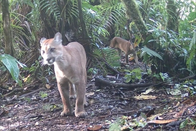 Pumas captados a través de las cámaras trampa de la Reserva Santa Lucía. - Foto: Reserva Santa Lucía