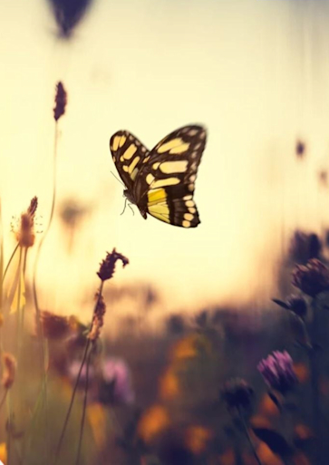 Titelbild BeWell.help