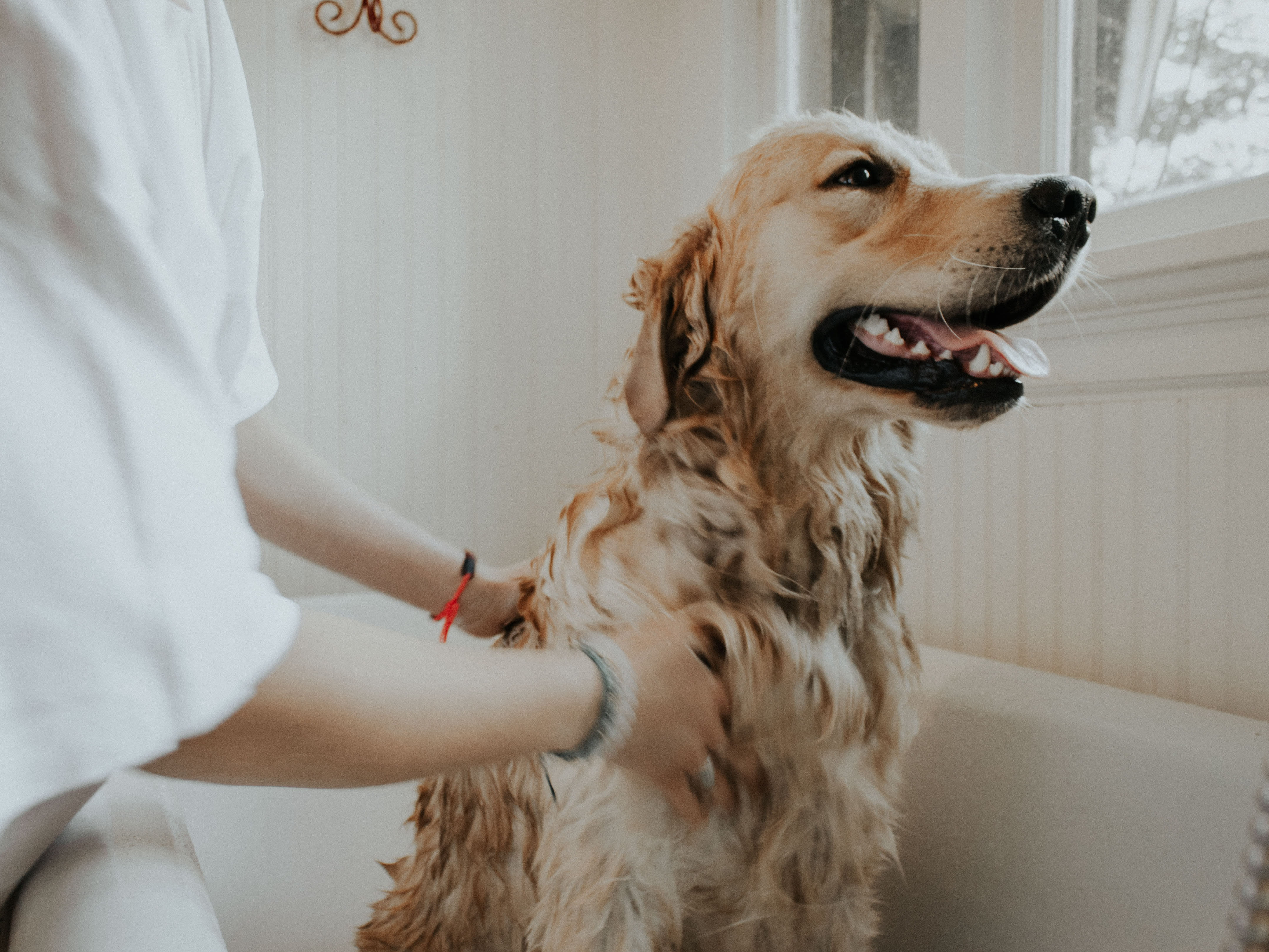 how to stop dishwasher smelling of wet dog