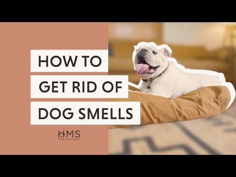 How to Get the Dog Smell Out of Your House: Eliminate Odors Fast!