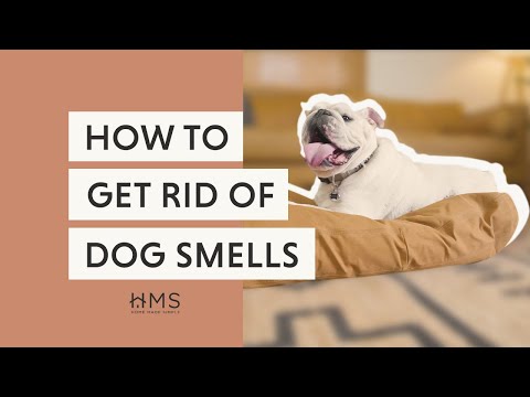 Dog odor clearance remedies