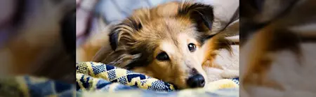 7 Tips For A Clean Home – With Pets