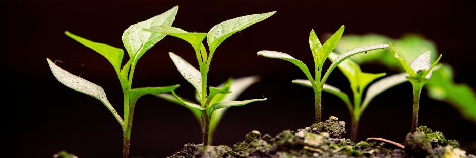 Next on AI: Growth InPost 5