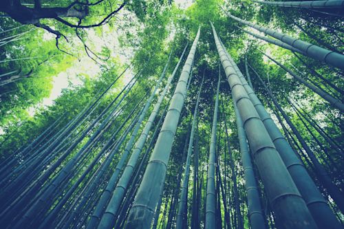 Blog_FeaturedImage_bamboo-boom-5-brilliant-architecture-projects-made-of-bamboo.png