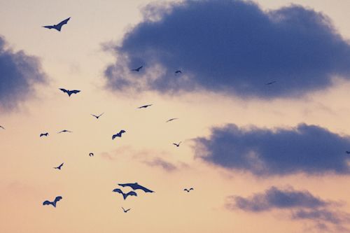 Blog_FeaturedImage_bats-can-help-us-design-better-cities-heres-how_v3.png