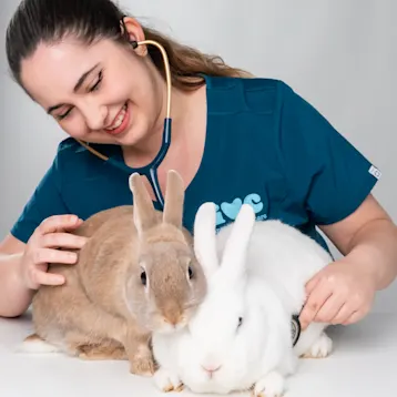 Two rabbits being examined by an IVC vet nurse