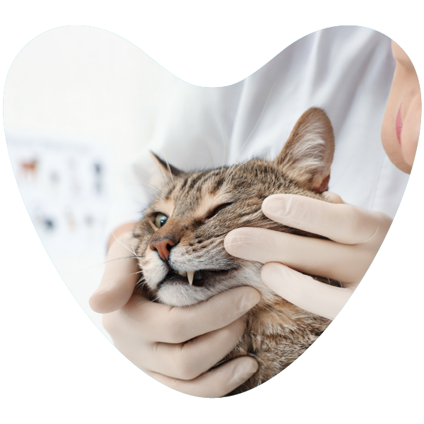 Cat dental check