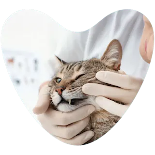 Cat dental check