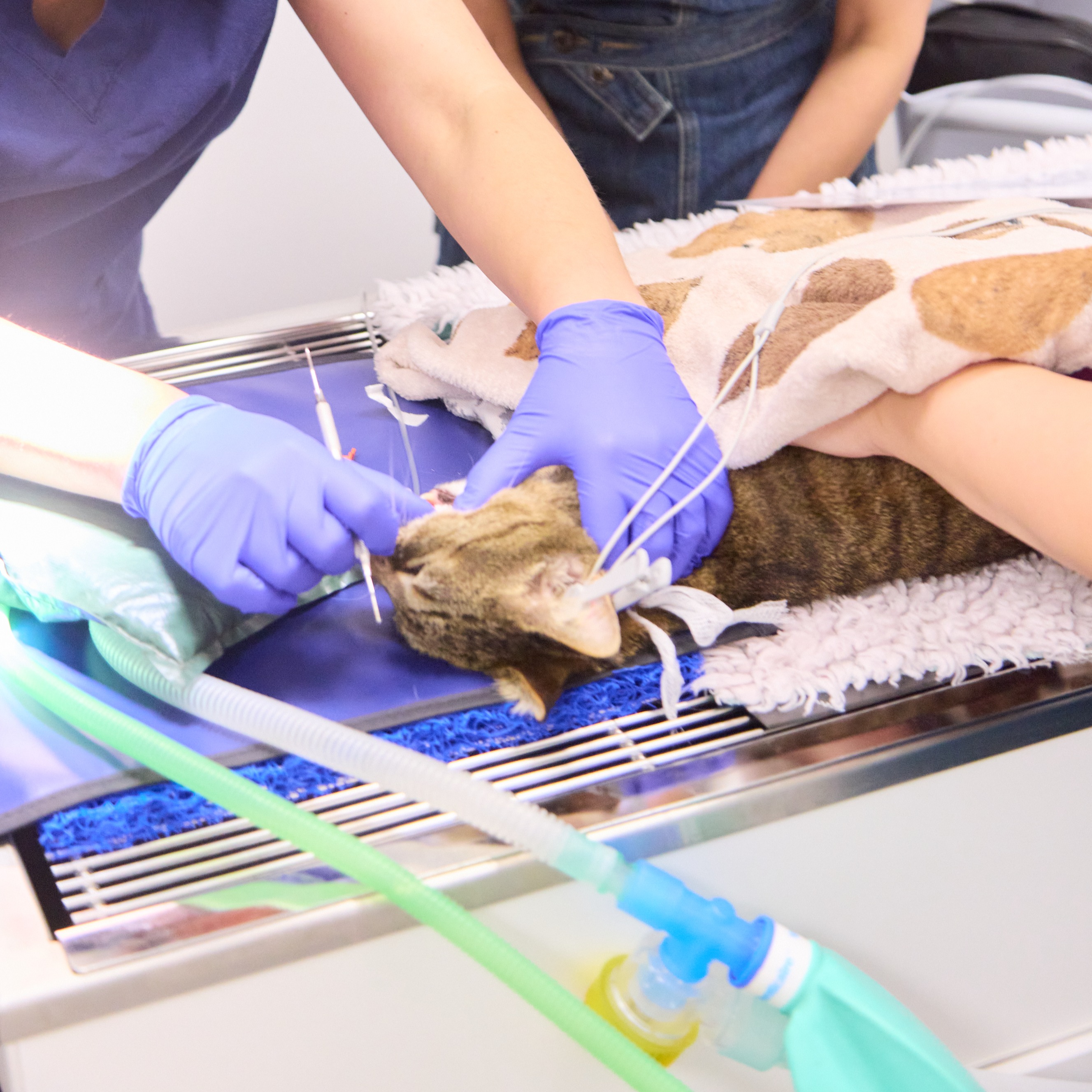 Surgical vet dental procedure 