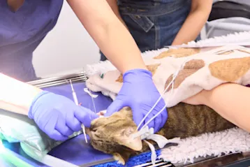 Surgical vet dental procedure
