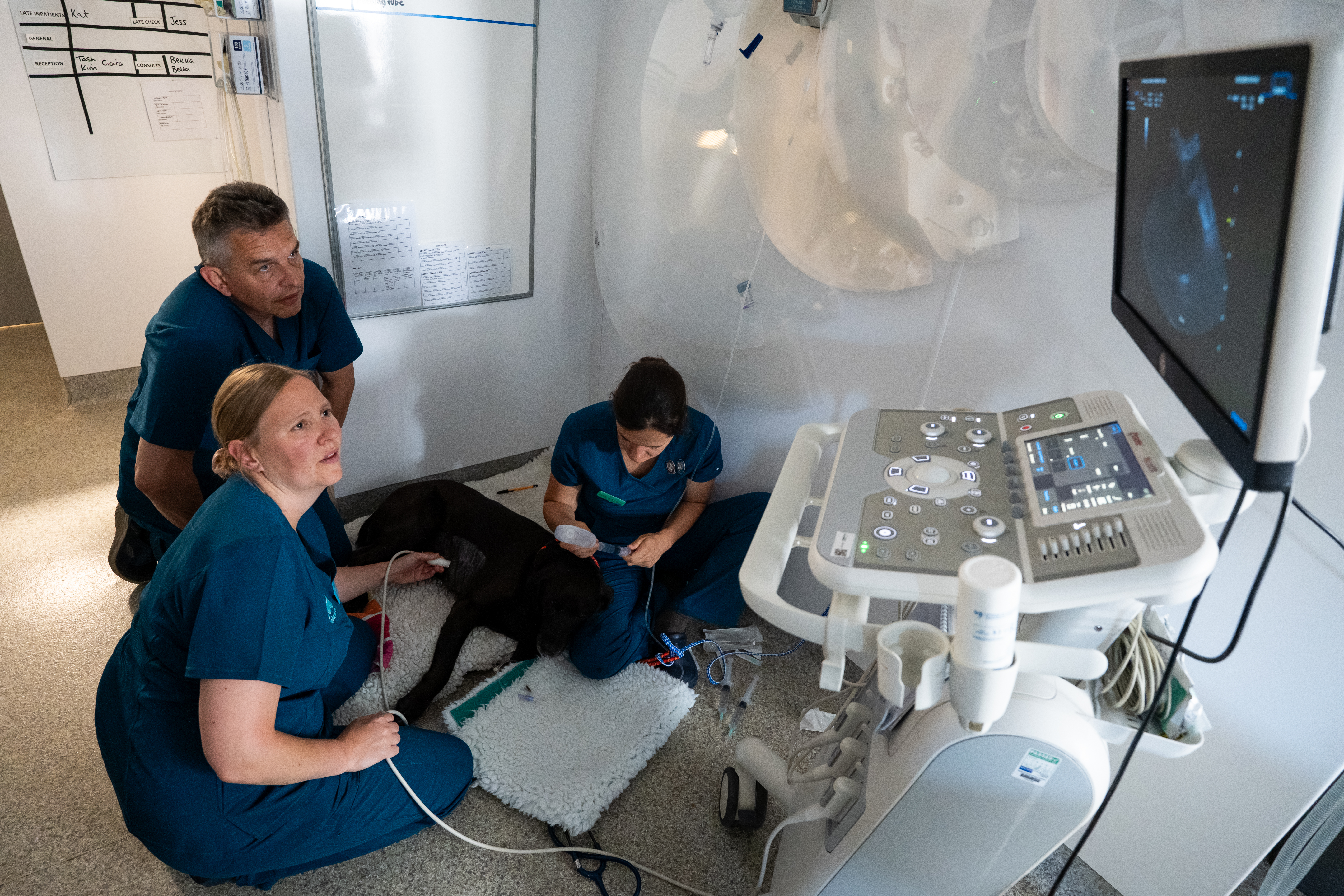 Vets giving a dog an ultrasound scan