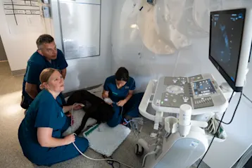 Vets giving a dog an ultrasound scan