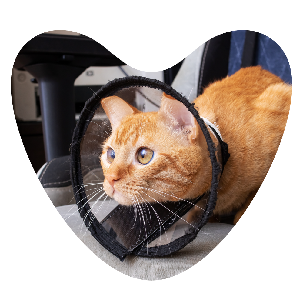 Web Images 1000x1000 Kitten Neuter