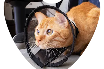 Web Images 1000x1000 Kitten Neuter