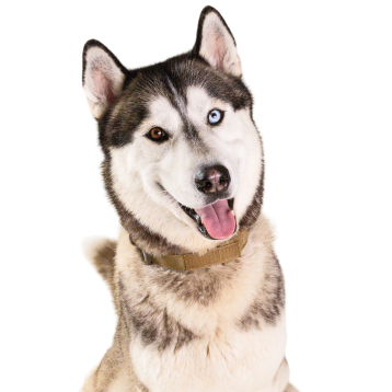 Vet with Dog - Meet the team page hero image
