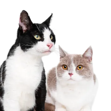 Ashleigh Cat Clinic - Sale Team