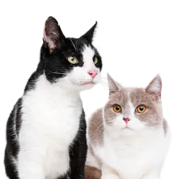 Vet with pet