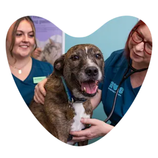 Web Images 1000x1000 Dog Check