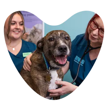 Web Images 1000x1000 Dog Check