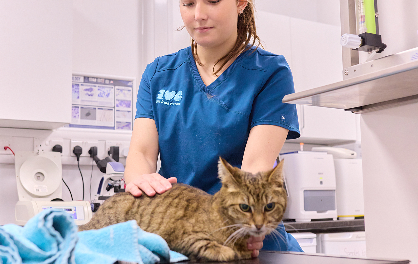 A cat being examined by a vet