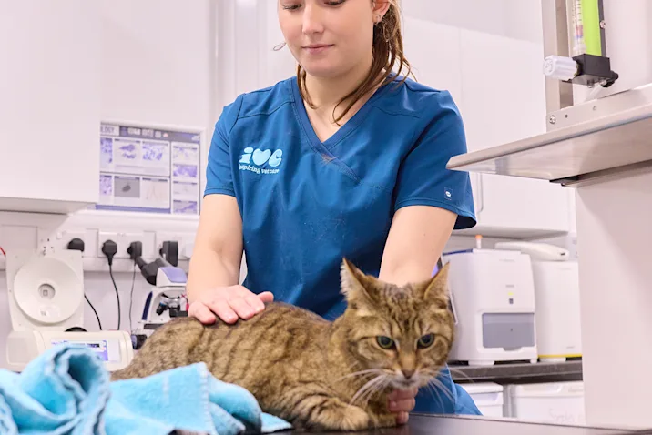 A cat being examined by a vet