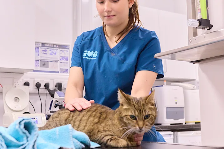 A cat being examined by a vet