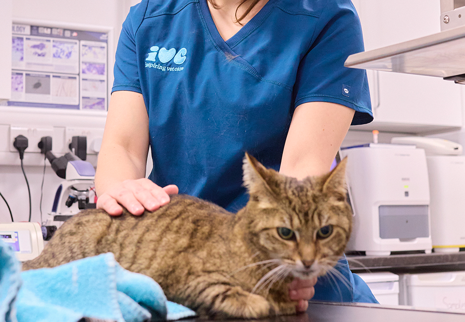 A cat being examined by a vet