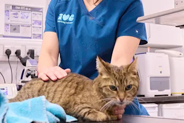 A cat being examined by a vet
