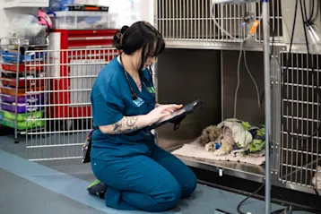 Veterinary nurse caring for a dog in hospital kennel