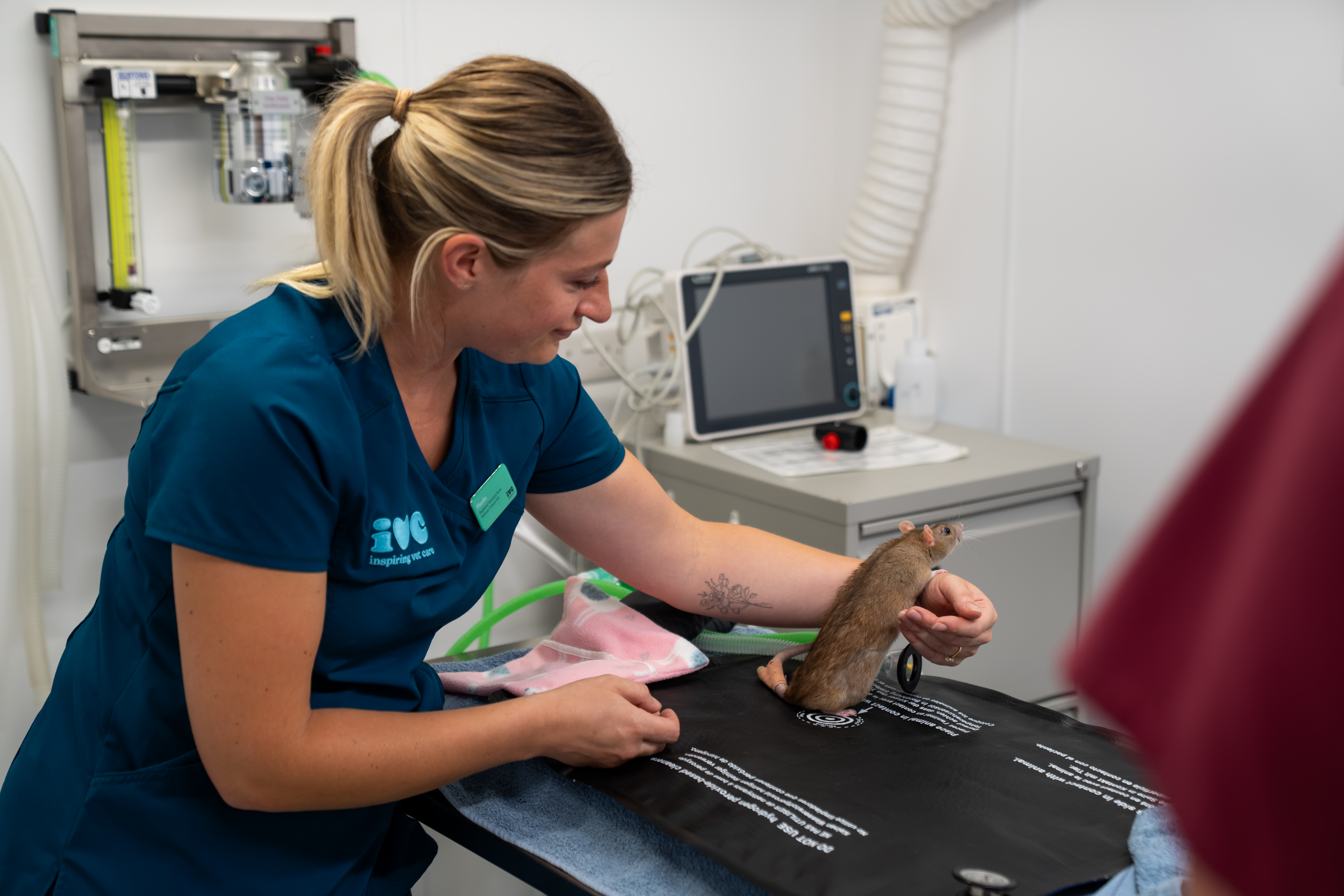 Rat with vet nurse