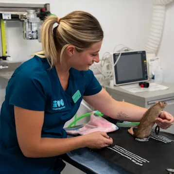 Rat with vet nurse