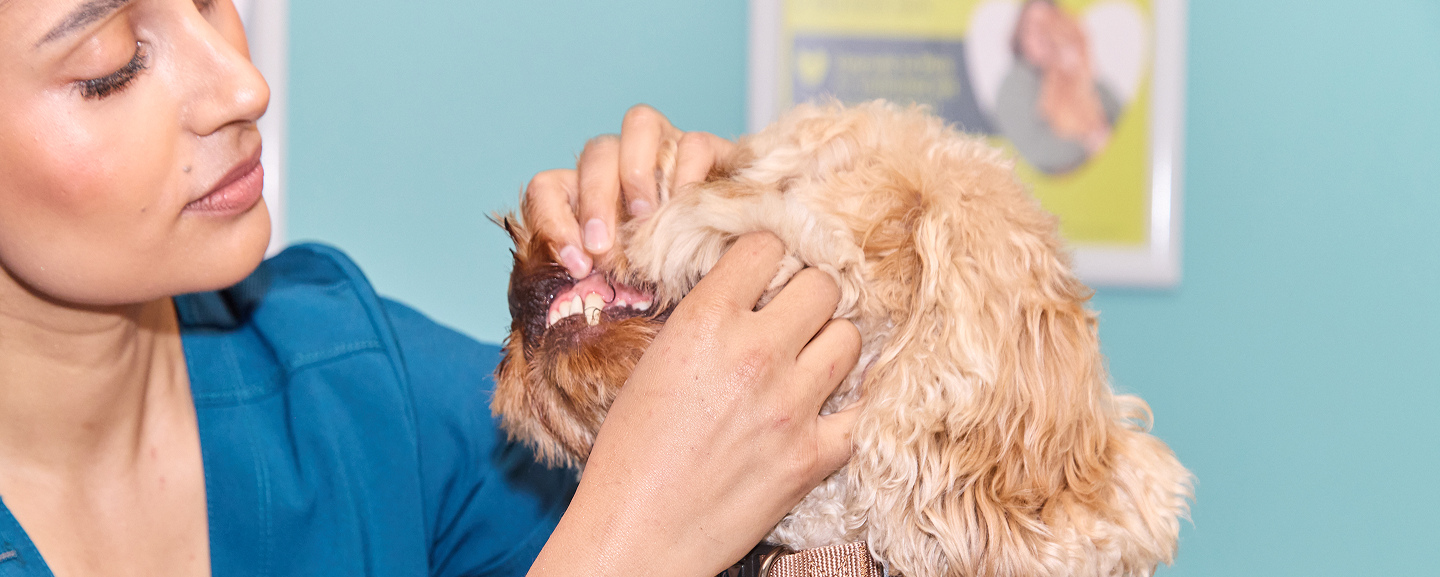 A vet looking at a dog's teeth during a dental check
