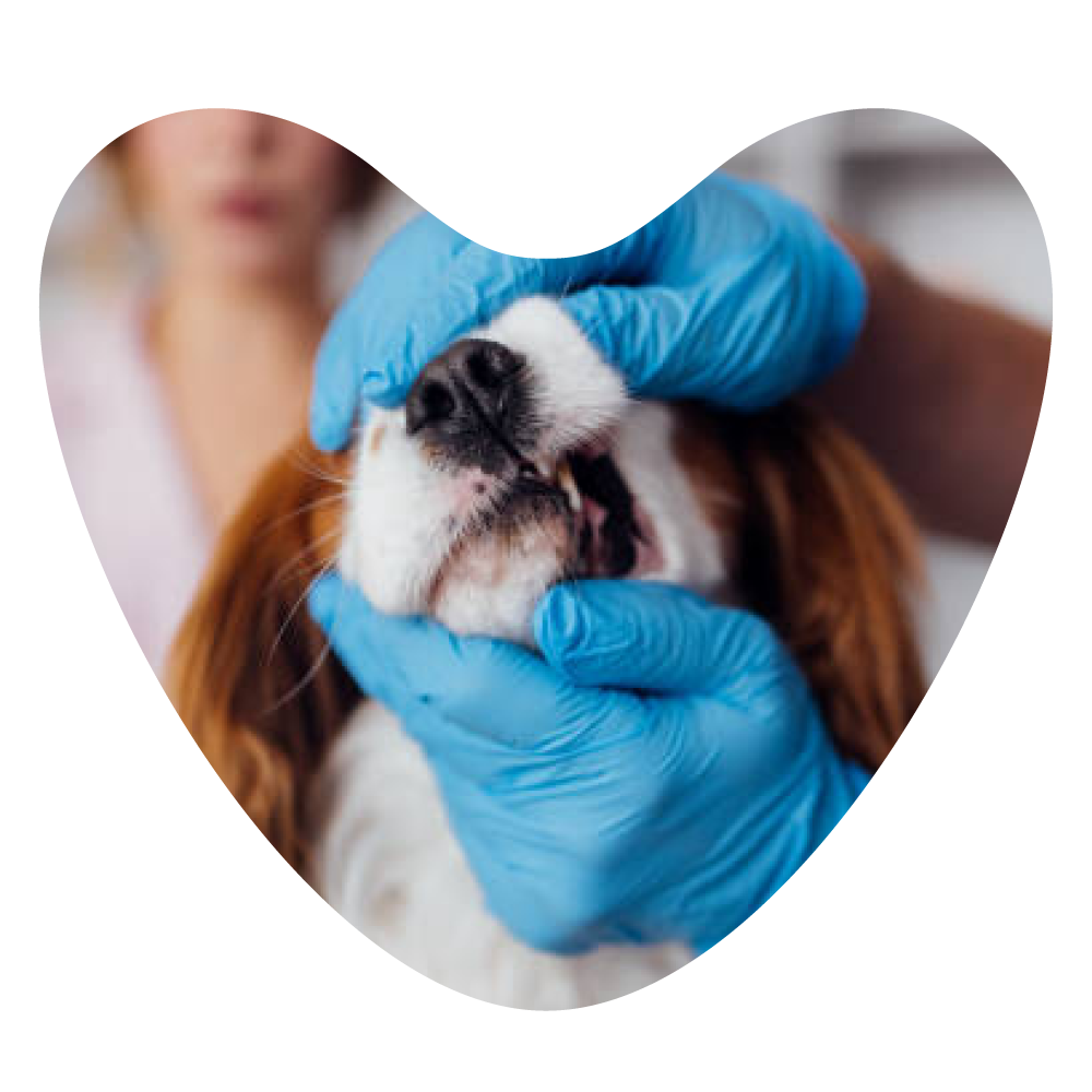 Web Images 1000x1000 Dog Dental