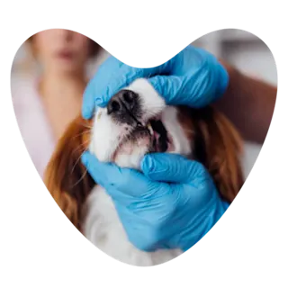Web Images 1000x1000 Dog Dental