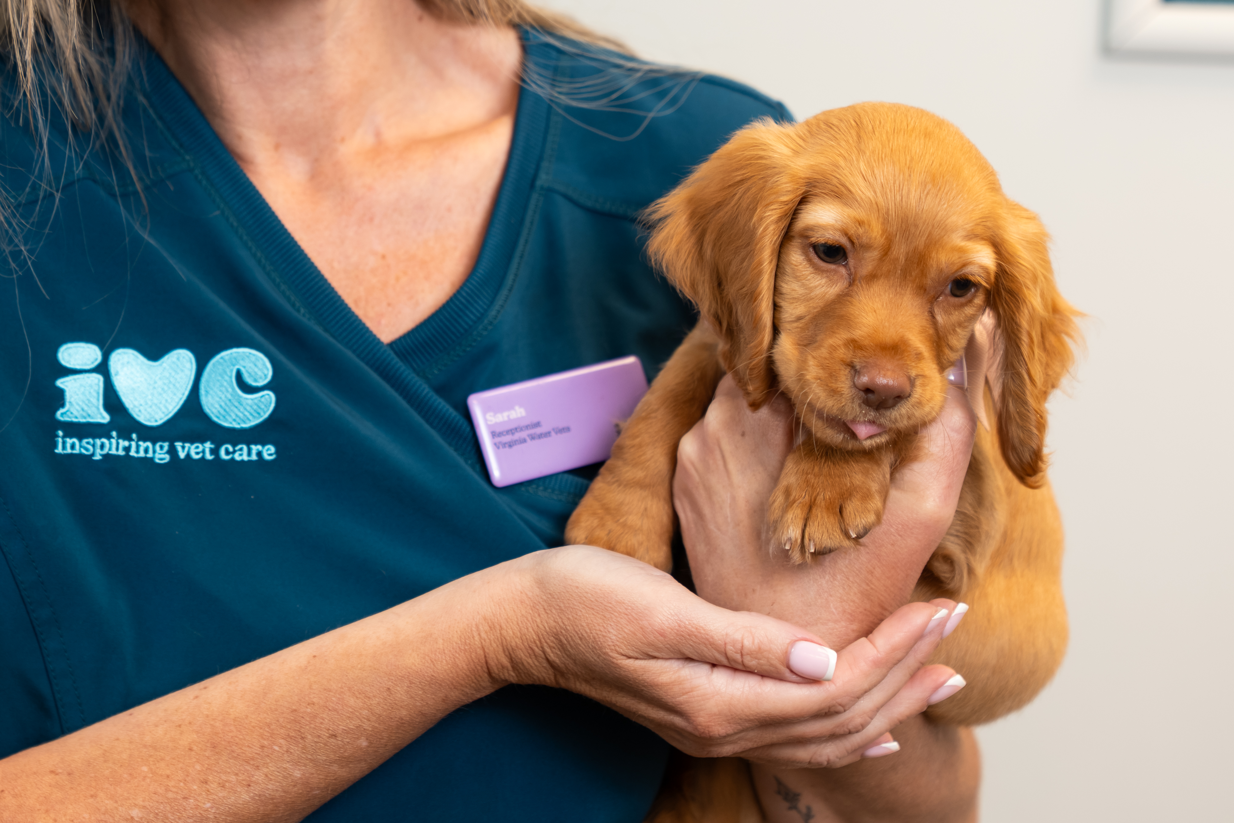 Puppy ready for a microchipping appointment