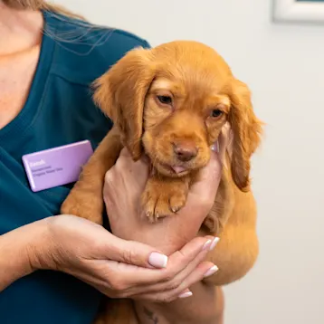 Puppy ready for a microchipping appointment