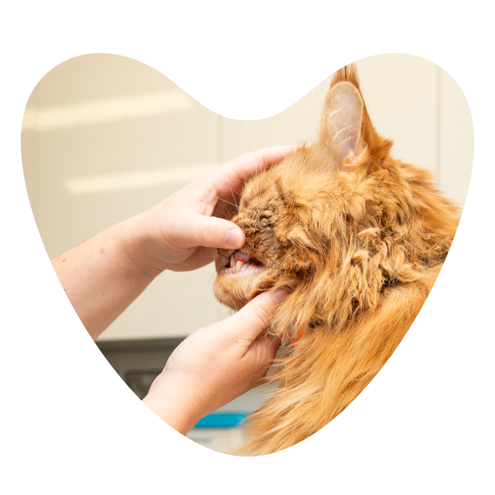 Cat dental check