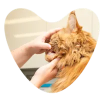 Cat dental check