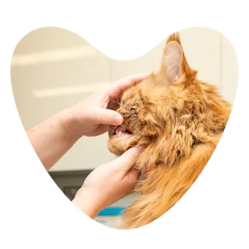 Cat dental check