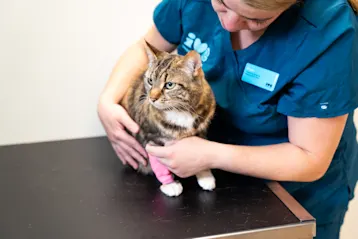 Cat receiving a blood test
