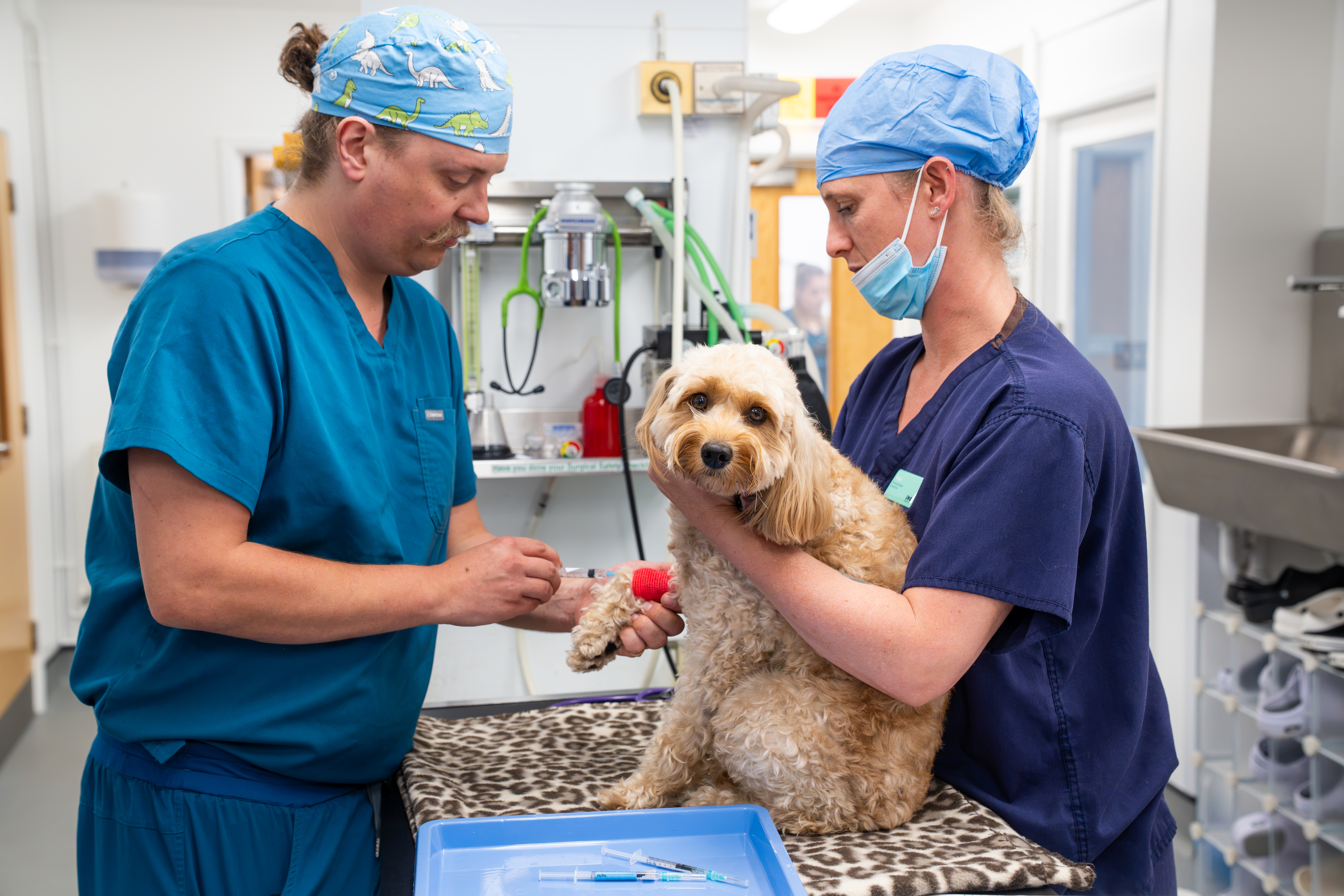 A dog getting an injection under the care of two vets