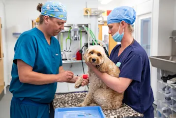 A dog getting an injection under the care of two vets