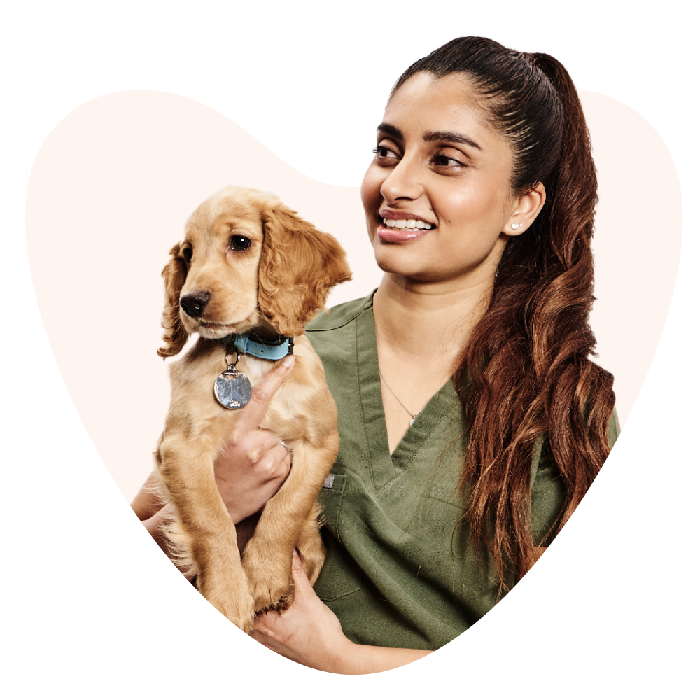 golden puppy with female staff
