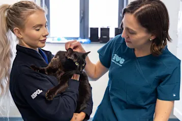 Decorative image for the RSPCA banner (1)