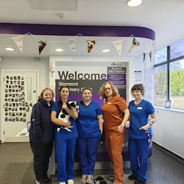 Garden Lodge Vets - Stormont Team