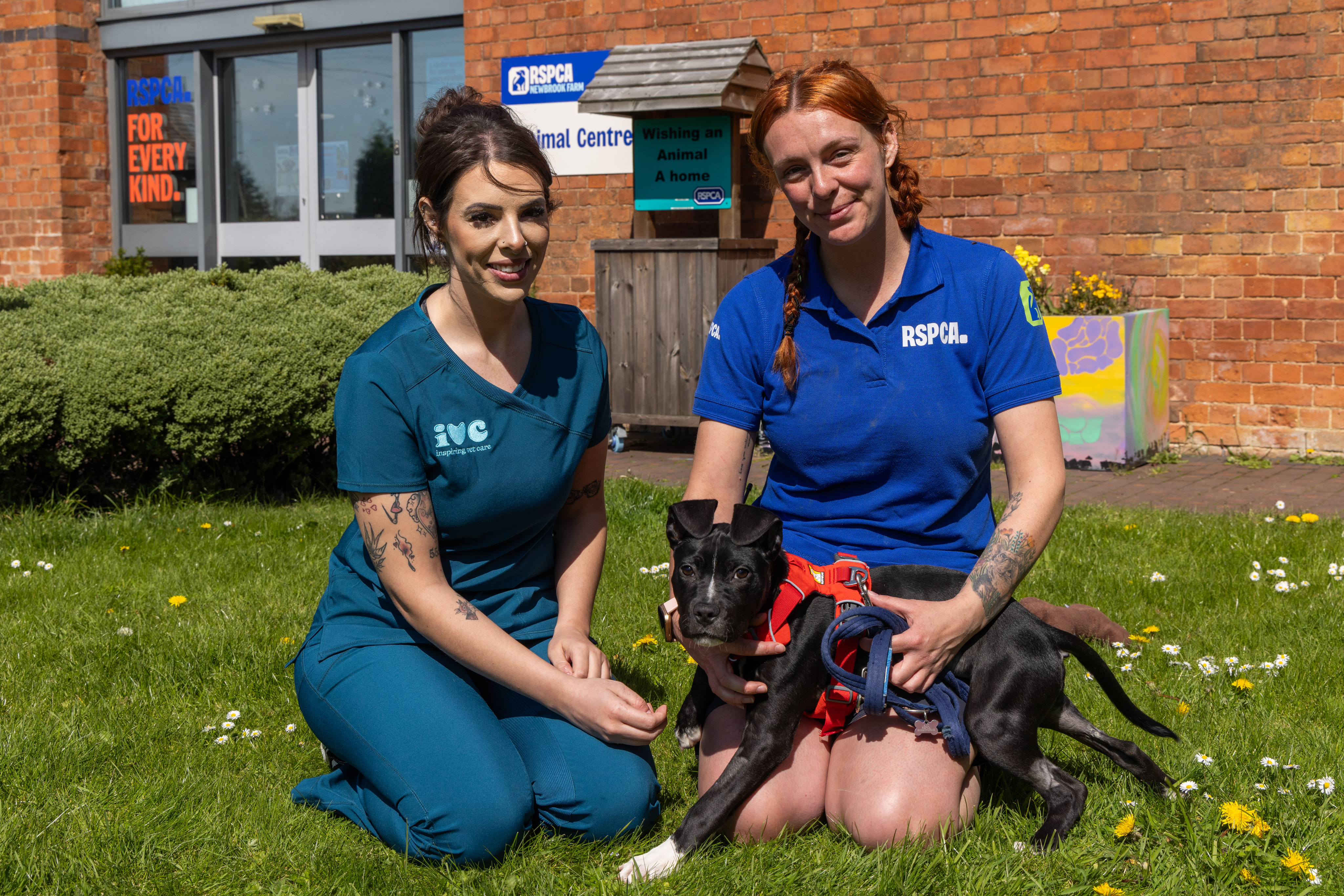 Decorative image for the RSPCA banner (2)