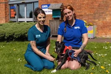 Decorative image for the RSPCA banner (2)