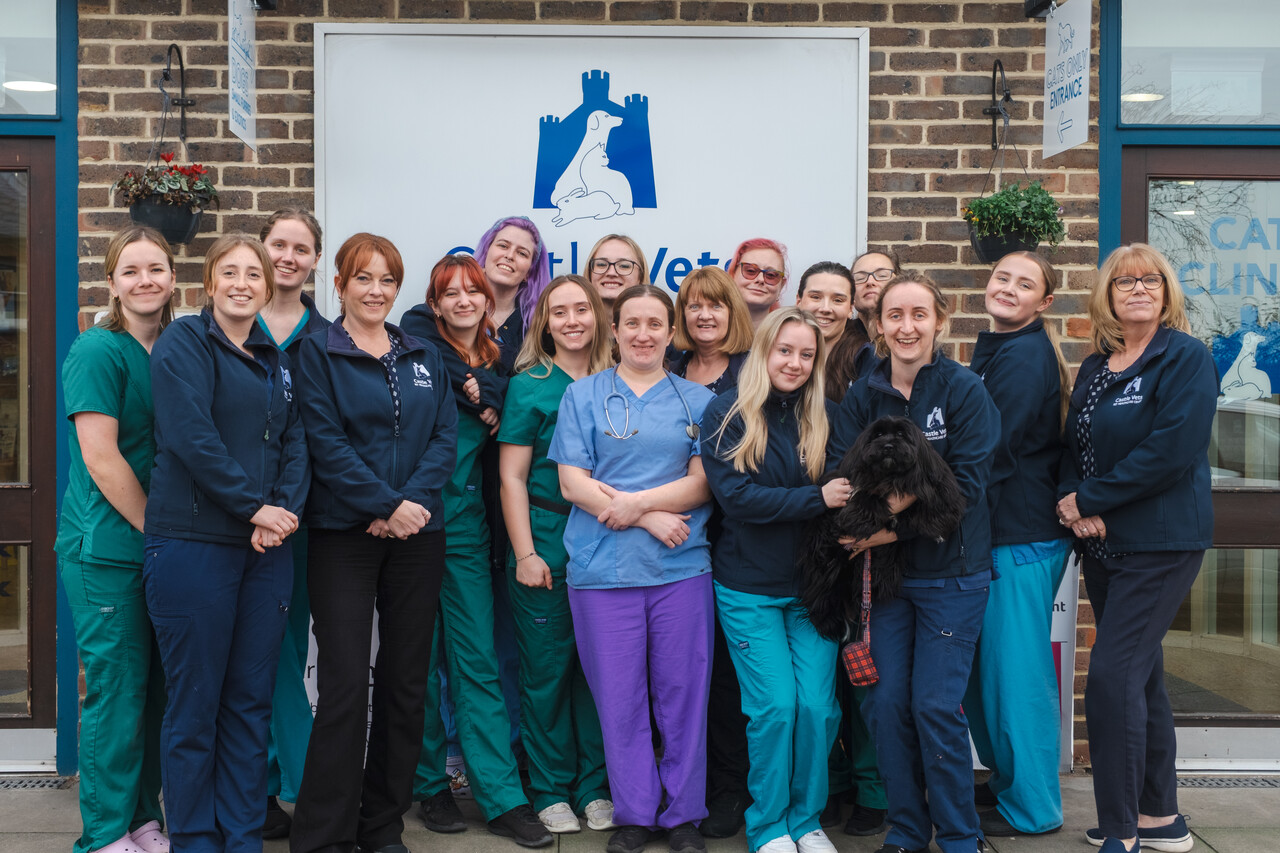 Castle Vet Hospital - Reading Team